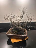 Fraaie Shohin Goudiep Bonsai, Tuin en Terras, Planten | Tuinplanten, Overige soorten, Volle zon, Vaste plant, Ophalen of Verzenden