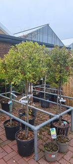 Quercus Ilex (steeneik) op stam. Hoge korting!, Ophalen, Zomer, Volle zon