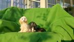 Prachtige Maltipoo pups  ( 2 teefjes  ), Maltezer, Nederland, CDV (hondenziekte), 8 tot 15 weken