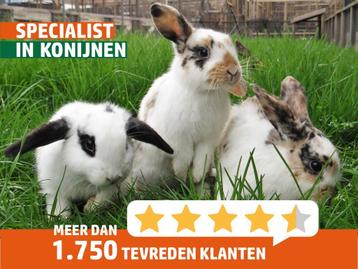 Gecastreerde konijnen | Lieve, jonge hangoordwerg konijnen! beschikbaar voor biedingen