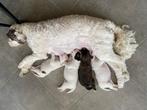 Labradoodle puppy’s, Dieren en Toebehoren, Honden | Niet-rashonden, België, Particulier, Rabiës (hondsdolheid), 8 tot 15 weken