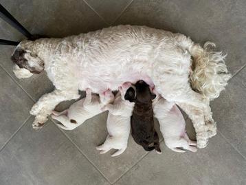 Labradoodle puppy’s  beschikbaar voor biedingen