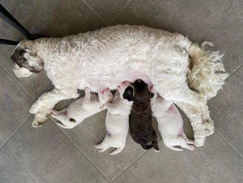 Labradoodle puppy’s, Dieren en Toebehoren, Honden | Niet-rashonden, Klein, Meerdere dieren, Particulier, Meerdere, België, 8 tot 15 weken
