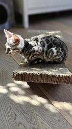 Bengaalse kittens, Meerdere dieren, Gechipt, 0 tot 2 jaar