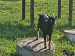 Zeer tam bokje 4 maanden oud, Dieren en Toebehoren, Schapen, Geiten en Varkens, Mannelijk, Geit, 0 tot 2 jaar