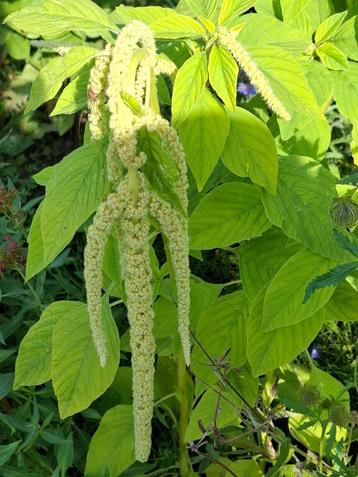 Amaranthus green cascade beschikbaar voor biedingen