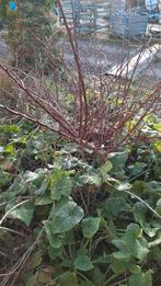 Berberis struik, tuinplant, donkerrood, zelf uitgraven, Volle zon, Vaste plant, Zomer, Ophalen