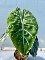 Alocasia Pink Dragon P14 - Kamerplant, Overige soorten, In pot, Minder dan 100 cm, Groene kamerplant