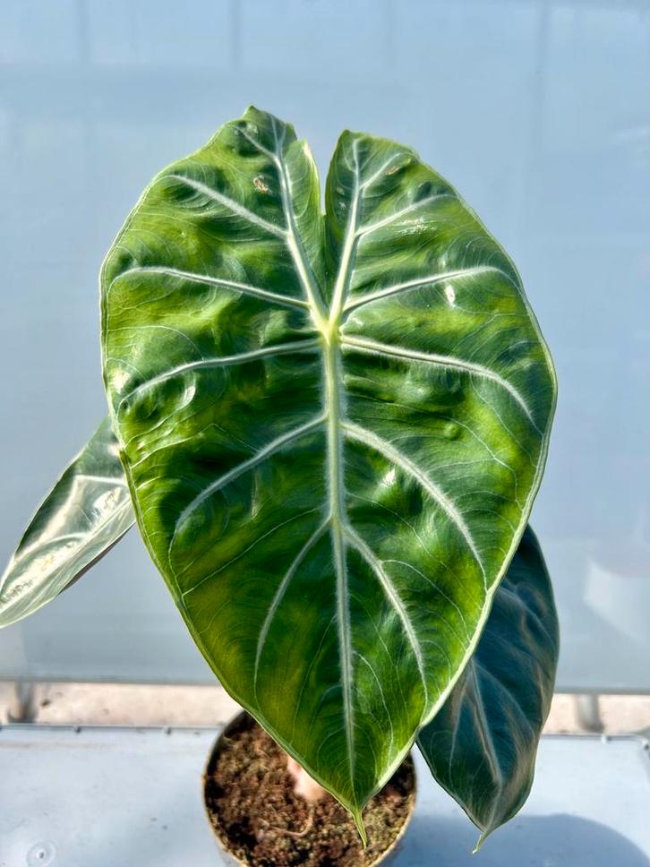 Alocasia Pink Dragon P14 - Kamerplant, Huis en Inrichting, Kamerplanten, Overige soorten, Minder dan 100 cm, Groene kamerplant