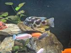 Diverse cicliden, Dieren en Toebehoren, Vissen | Aquariumvissen, Vis