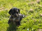 Uniek nestje teckelpupjes – Blue Merle & Black and Tan (met, Dieren en Toebehoren, Honden | Teckels en Dashonden, CDV (hondenziekte)