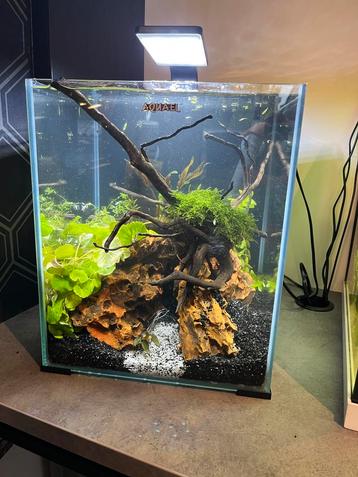 Aquariumplanten beschikbaar voor biedingen