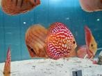 Pigeon Red Checkerboard Discus, Symphysodon Discus, Vis, Zoetwatervis
