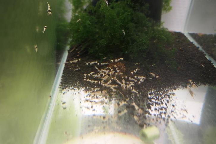 PURE BLACK LINE  GARNALEN, Dieren en Toebehoren, Vissen | Aquariumvissen, Zoetwatervis, Kreeft, Krab of Garnaal, Schoolvis