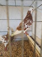 Birmingham rollers, Meerdere dieren, Overige soorten