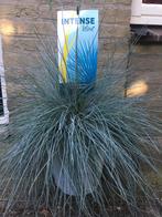 Festuca glauca intense blue. Blauw schapengras. Siergras., Vaste plant, Siergrassen, Ophalen of Verzenden, Halfschaduw