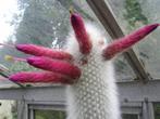 Cactus  Cleistocactus Strausii potmaat  25cm, Huis en Inrichting, Kamerplanten, Ophalen of Verzenden, Minder dan 100 cm, Bloeiende kamerplant