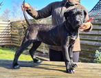 Presa Canario teefje Dark Brindle FCI stamboom, Rabiës (hondsdolheid), 15 weken tot 1 jaar, Overige rassen, Teef