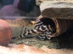 L236 Hypancistrus, Dieren en Toebehoren, Vissen | Aquariumvissen, Vis, Zoetwatervis