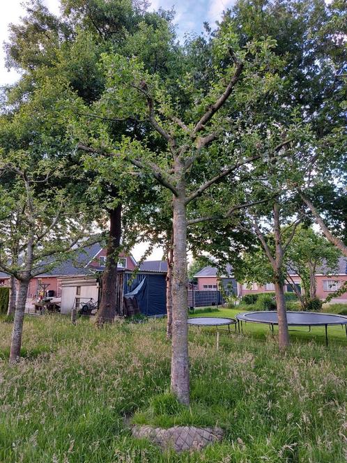Fruitboom Appelboom stamomtrek 77cm, Tuin en Terras, Planten | Bomen, Ophalen of Verzenden