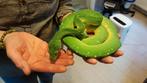 Morelia viridis biak/sorong mâle, Dieren en Toebehoren, Reptielen en Amfibieën, Slang, Tam, 3 tot 6 jaar