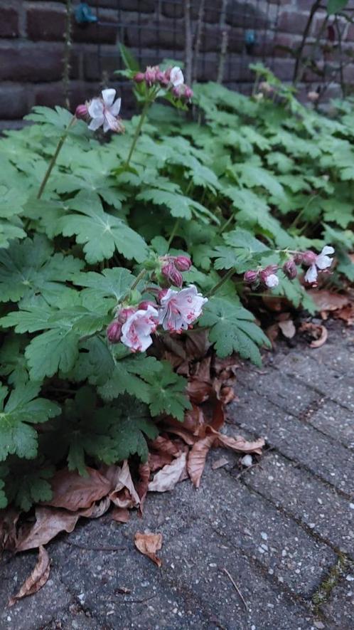 ooievaarsbek   Geranium macrorrhizum, Tuin en Terras, Planten | Tuinplanten, Vaste plant, Bodembedekkers, Volle zon, Zomer, Ophalen of Verzenden