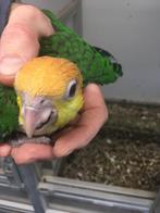 Roestkop caique, Dieren en Toebehoren, Geslacht onbekend, Papegaai, Geringd