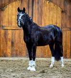 ‼️Sport/bixie pony‼️, Springpaard, Minder dan 160 cm, Niet van toepassing, 11 jaar of ouder