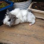 Dit lieve cavia beertje Sammie zoekt een huisje., Cavia, Mannelijk, Juli, Tam