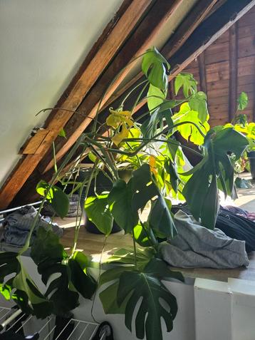 Grote monstera's beschikbaar voor biedingen