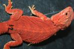 RED 50%poss.het. Albino HYPOTRANS Baardagaam Bearded Dragons, Dieren en Toebehoren, Reptielen en Amfibieën, Hagedis, Tam, 0 tot 2 jaar