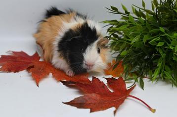 Cavia's super lief en super tam.  beschikbaar voor biedingen