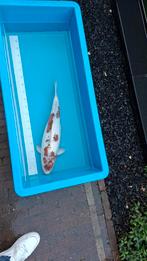 Koi doitsu Ai Goromo, Karper of Koi