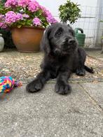2 reutjes kruising  Labrador/Goldendoodle, Overige rassen, 8 tot 15 weken, Meerdere, Meerdere dieren