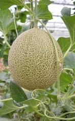 Zaden Galia meloen, Ophalen of Verzenden, Zaad