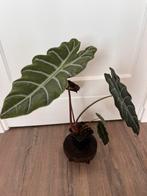 Alocasia Chantrieri, Overige soorten, In pot, Minder dan 100 cm, Bloeiende kamerplant