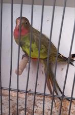 Princess of wales parkiet, Dieren en Toebehoren, Geslacht onbekend, Parkiet, Geringd