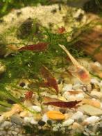 bloody mary rode garnalen, Kreeft, Krab of Garnaal