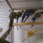 Meerdere mooie halsbanden Overjarige vogels, Meerdere dieren, Kleurkanarie