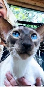 Kater, Dieren en Toebehoren, Kater, Gechipt, 3 tot 5 jaar