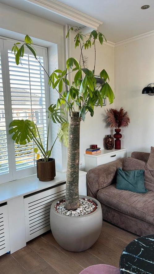 Wout boom XXL 2M kamerplant. Pachira Aquatica., Huis en Inrichting, Kamerplanten, Overige soorten, 200 cm of meer, Ophalen