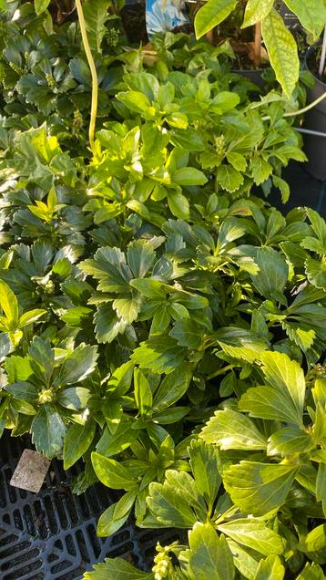 Pachysandra €1,75 per stuk beschikbaar voor biedingen