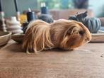 Sheltie beertje, Dieren en Toebehoren, Cavia, Mannelijk, Tam, Oktober