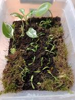 Planten stekjes, Huis en Inrichting, Kamerplanten, Overige soorten, In pot, Minder dan 100 cm, Groene kamerplant