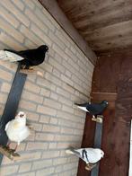 Syrische duiven, Meerdere dieren, Overige soorten