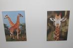 Giraffe canvas giraf, Minder dan 50 cm, 50 tot 75 cm, Ophalen of Verzenden, Print