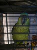 Blauwvoorhoofd geelschouder amazone, Mannelijk, Papegaai