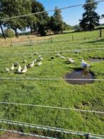 Muskus eenden, Dieren en Toebehoren, Pluimvee, Meerdere dieren, Eend