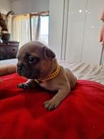 Franse buldog pups, Dieren en Toebehoren, Honden | Bulldogs, Pinschers en Molossers, België, Particulier, Bulldog, Meerdere