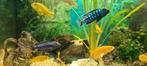 Malawi cichliden te koop/te ruil voor voer, Dieren en Toebehoren, Vissen | Aquariumvissen, Vis